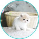 아담스펫 강아지분양 고양이분양 강남점 이미지