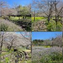 바른 카 정비 | 제주도 벚꽃명소 중문 예래생태공원 갯무꽃 활짝!