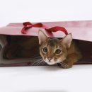 한사랑동물병원 이미지