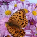 대동약품 이미지