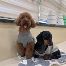 털로덮인친구들 수원시청역점 | [내돈내산] 🏆 연말 수상의 주인공은?? = 털로 덮인 친구들 수원시청역점