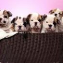 금상첨화 이미지