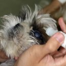 라온 반려 동물병원 이미지