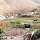 안기천로 Daum카페