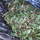 광천농장 이미지