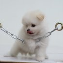 봄봄펫살롱 이미지