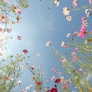 코스모스 산업 이미지