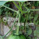 호박이넝쿨채로 이미지