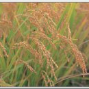 덕천정미소 이미지