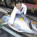 마구로마구로 이미지