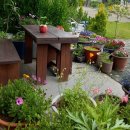 뉴천리향 이미지