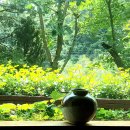 盛夏의 季節에 겪는 受難 이미지