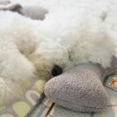 댕댕이,봄 이미지