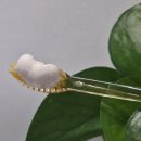 나노덴탈치과기공소 | 해윰치약 후기｜잇몸 붓고 피날 때 써본 잇몸치약