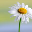 맘스터치오천점 이미지