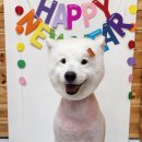 이츠펫 살롱 이미지