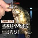 나포리펜션민박 | 삼척 장호항 볼락 낚시 갈남항, 초곡항 석축 노래미 천국일세
