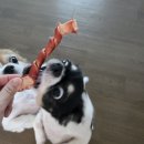 도그마캣의왕내손점