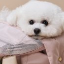 베이글펫