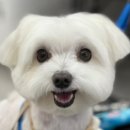 퍼피살롱 이미지