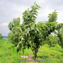 민구농장 | 자연방사 청계란 백봉오골계란 농장에 다녀왔어요.