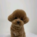 헤이멍멍 애견미용호텔 | 수원 천천동 애견호텔 헤이멍멍애견미용호텔 비용 시간 위치