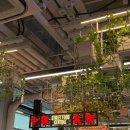 Queen뽑기 | 나홀로 홍콩여행 Day 2-2 / 홍콩와플 / 센트럴 샤샤 / 침차이키 완탕면