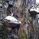 쇠똥구리 농장 이미지