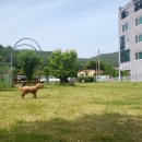 위플독