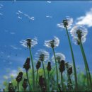민들레 이미지