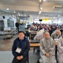 오리면 돼지 이미지