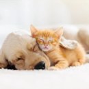 행복한 동물병원 이미지