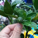 섬사랑펜션민박 이미지