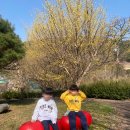 구례군청 | [봄 축제] 구례 산수유꽃축제 정보 주변 가볼만한 곳 추천