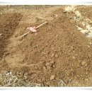 통돼지와도토리 이미지