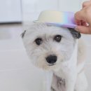 포에버퍼피 | 강아지화식사료 포에버퍼피 맛과 영양 갖춘 수제화식 4종 후기