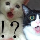 깜짝 Daum카페