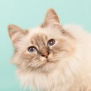 소랑동물병원 이미지