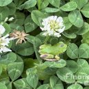 청개구리 이미지