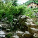 돌배나무 세그루 이미지