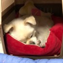 호야펫 구리점 | [혜윰일상] 6월 시작 : 꾸준함이 이렇게 힘든거구나