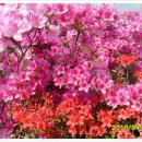 해맞이동산 이미지