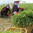 청정미나리영농조합법인 이미지