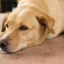 강아지 켄넬 이미지