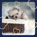 퍼피캣 강아지분양 인천루원시티점 이미지