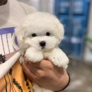 마리켄넬 이미지