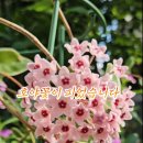 호야꽃이 피었습니다. 이미지