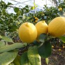 하늘이네 농장 이미지