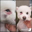 애견매니저 이미지