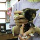 노룬산동물병원 이미지